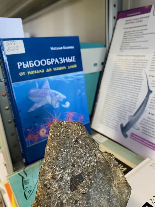 Выставка «Акулы от мифов до научных фактов» в ННЦМБ ДВО РАН3