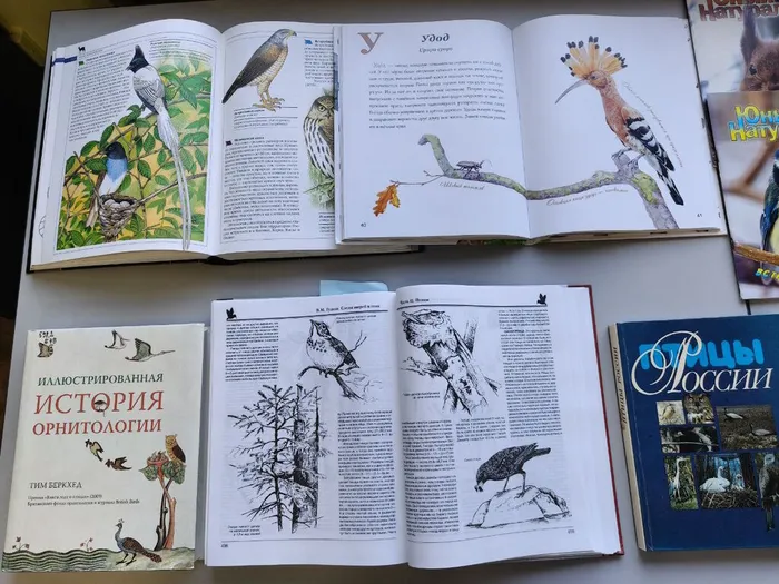 Выставка «Покормите птиц зимой» в БСИ ДВО РАН 3