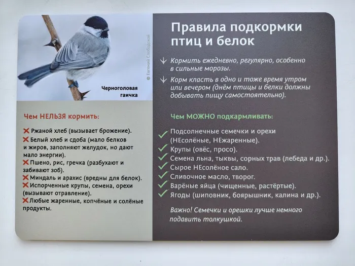 Выставка «Покормите птиц зимой» в БСИ ДВО РАН 2